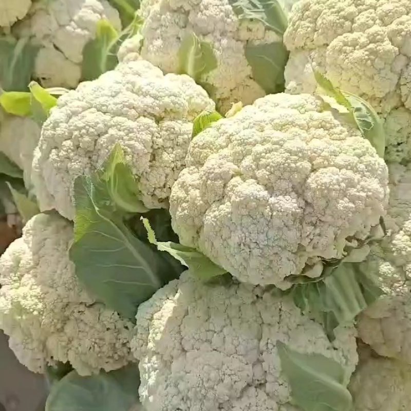 优质松花菜开封白面青梗有机花菜产地直发视频看货质量保障