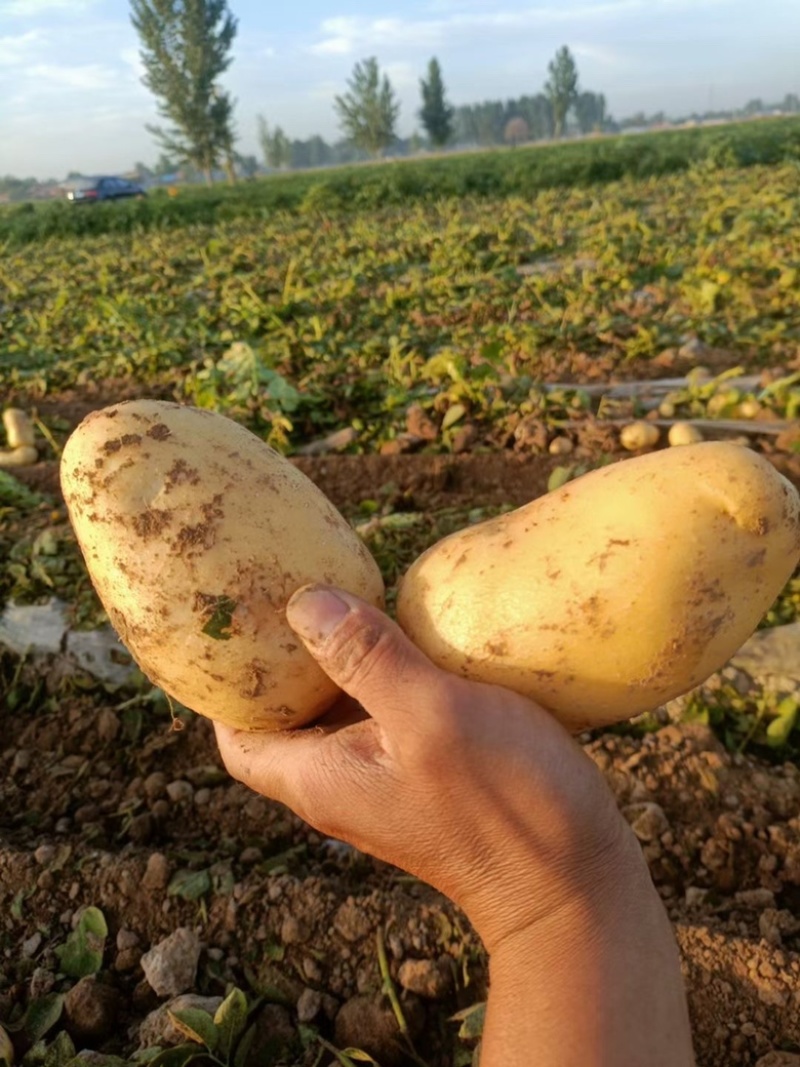 【25新货】希森六号土豆大量上市质量保证合作欢迎来电