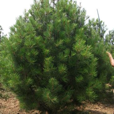 精品绿化苗木出售:油松云杉，五角枫蒙古栎，山荆子暴马丁香