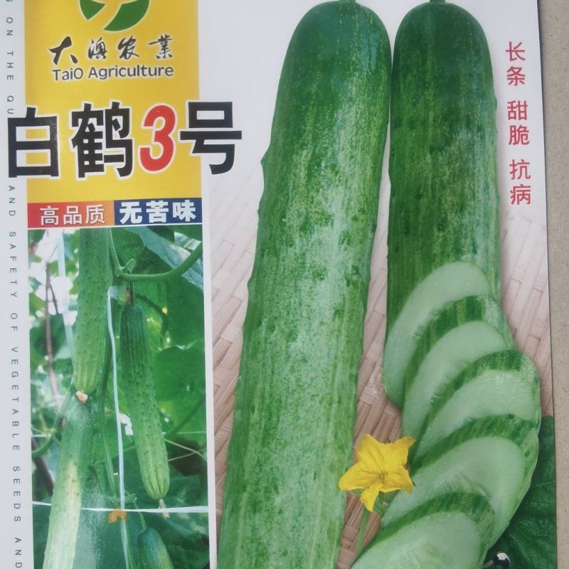 旱黄瓜种子白鹤3号无苦味长条绿白色早熟强雌脆甜