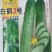 旱黄瓜种子白鹤3号无苦味长条绿白色早熟强雌脆甜