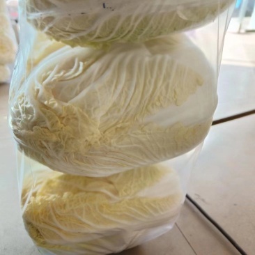 兰州金品娃娃菜