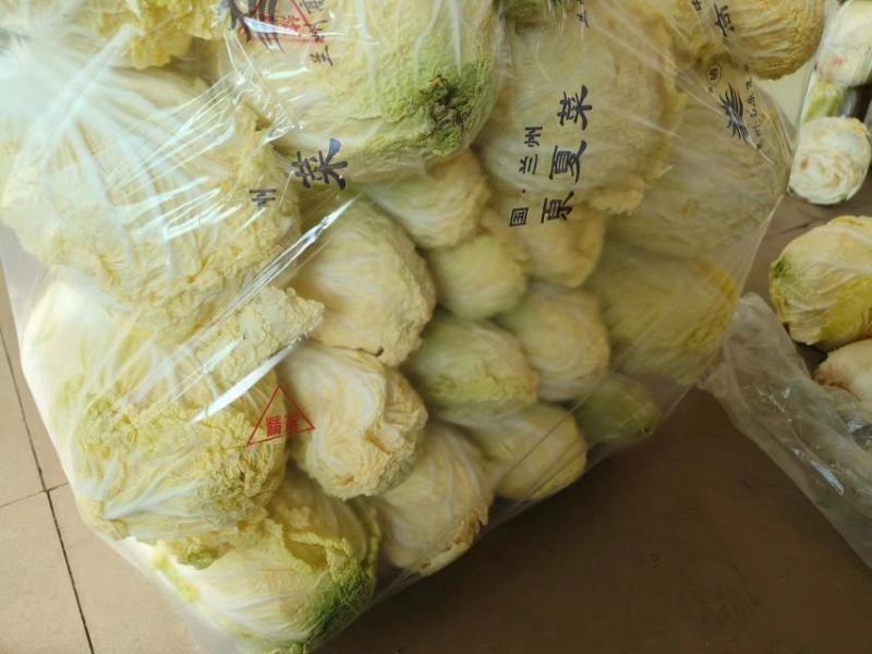 兰州金品娃娃菜