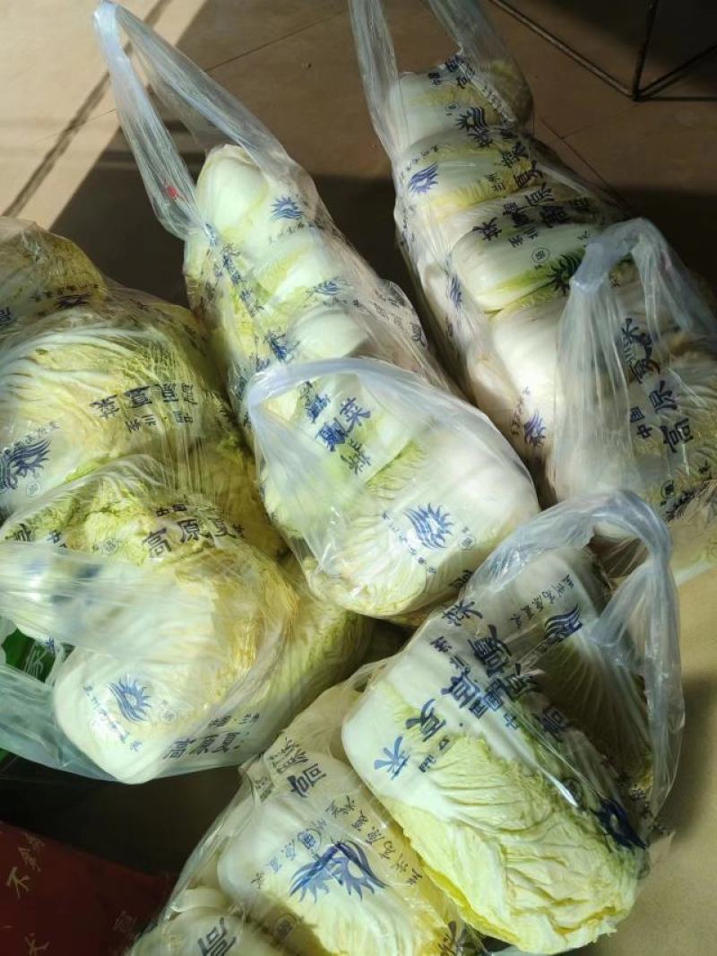 兰州金品娃娃菜