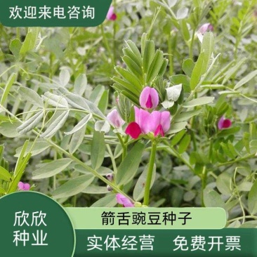 箭舌豌豆种子野豌豆，抑制杂草，改善土壤，给果园带来营养