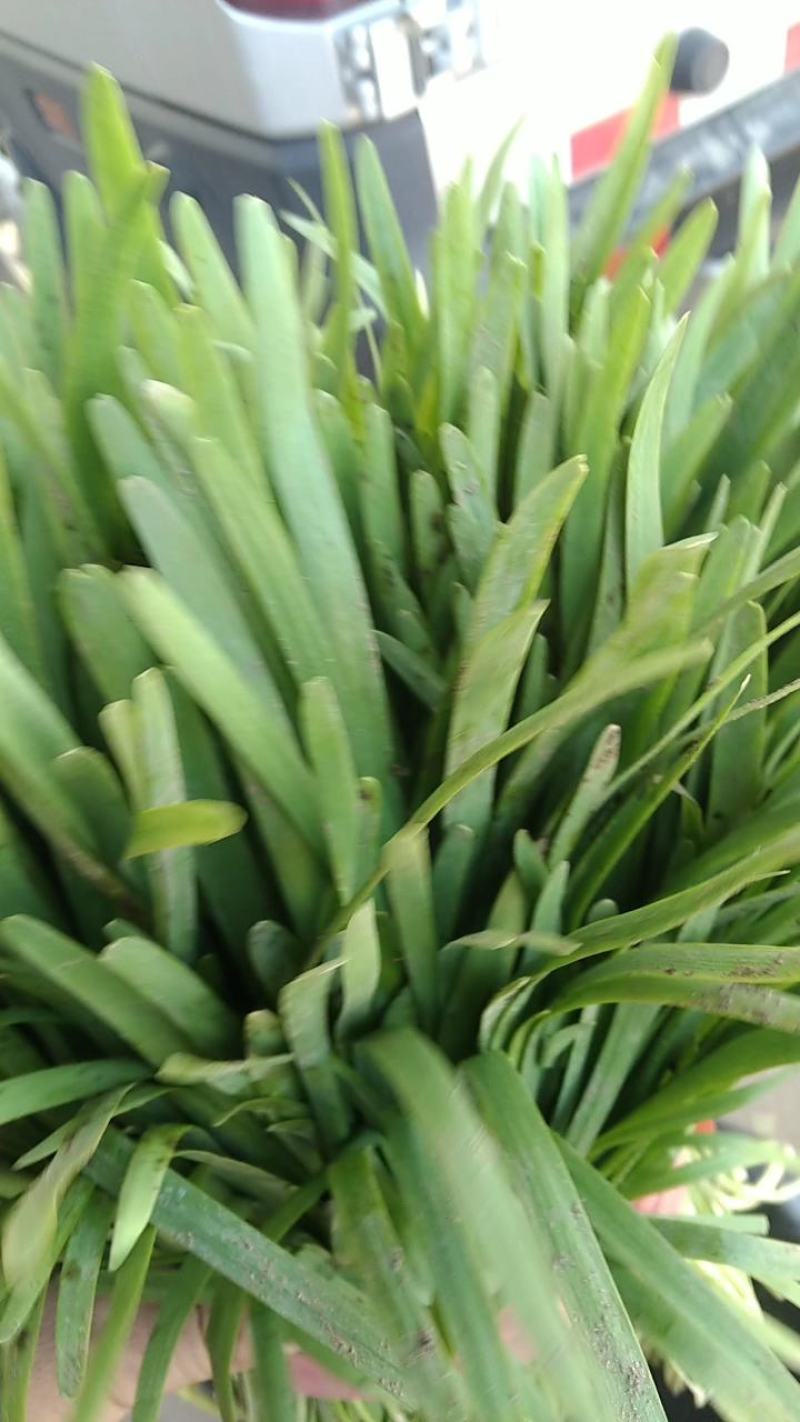 永年精品大叶韭菜大量上市，量大从优有需要的老板联系