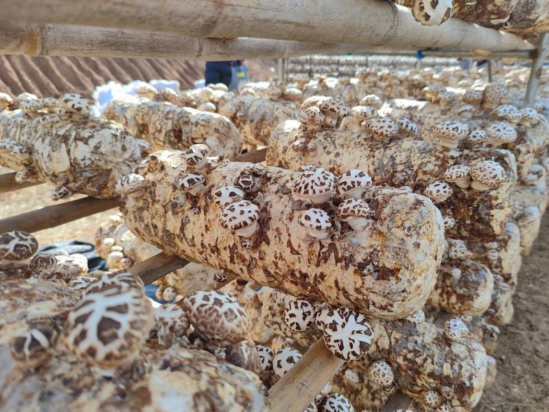 2023湖北随县产地直销干香菇冬菇白花菇