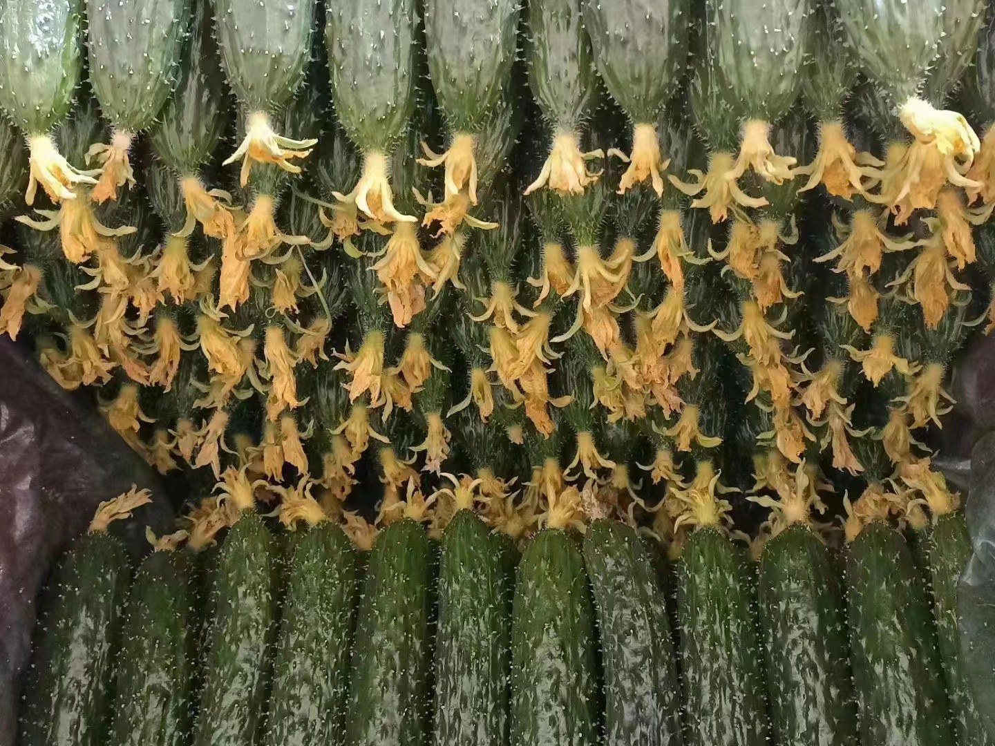 小黄瓜品种展示