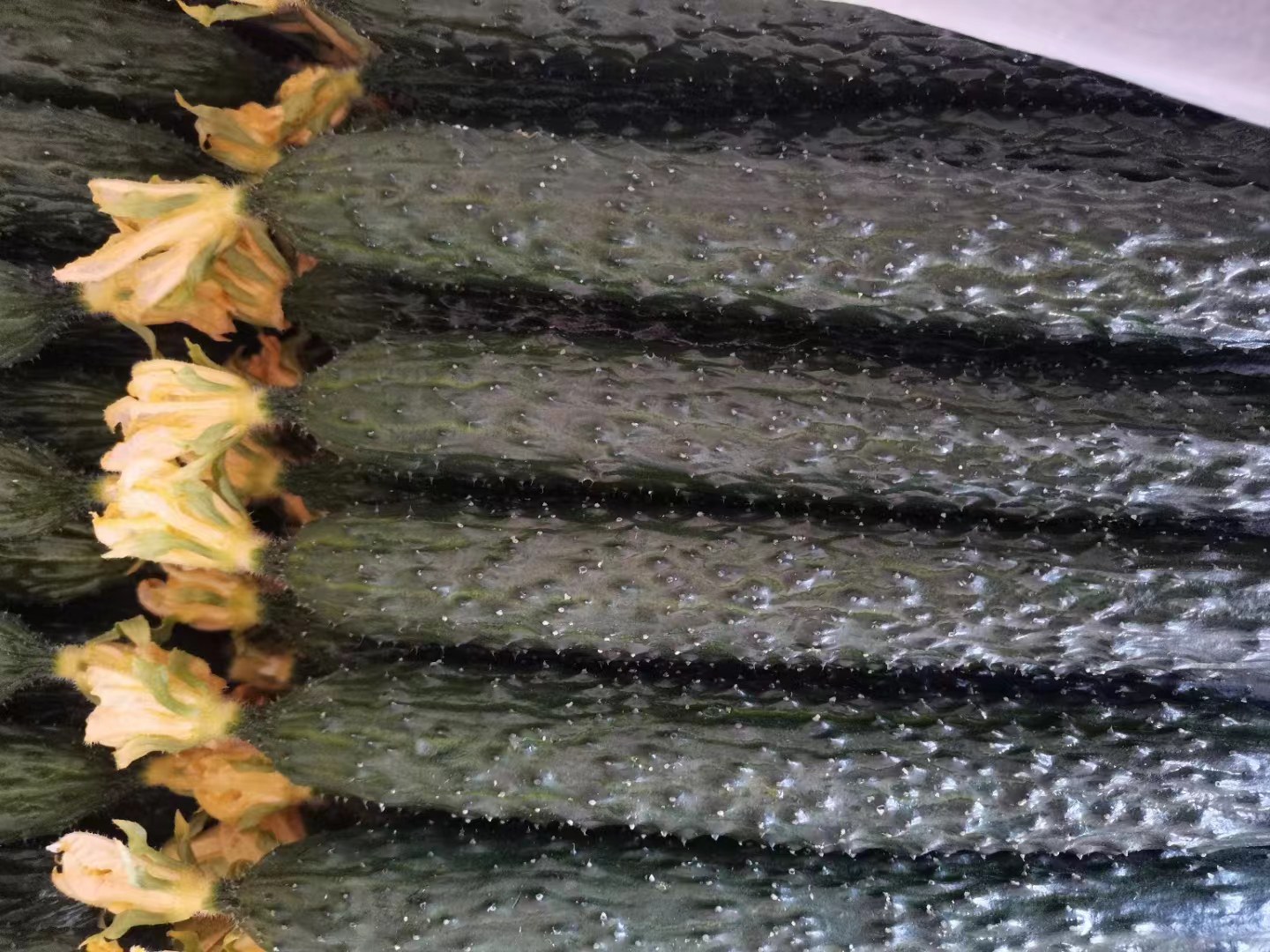 密刺黄瓜切开后内部结构展示黄瓜籽