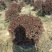 河南基地大量供应3---10年生石岩杜鹃