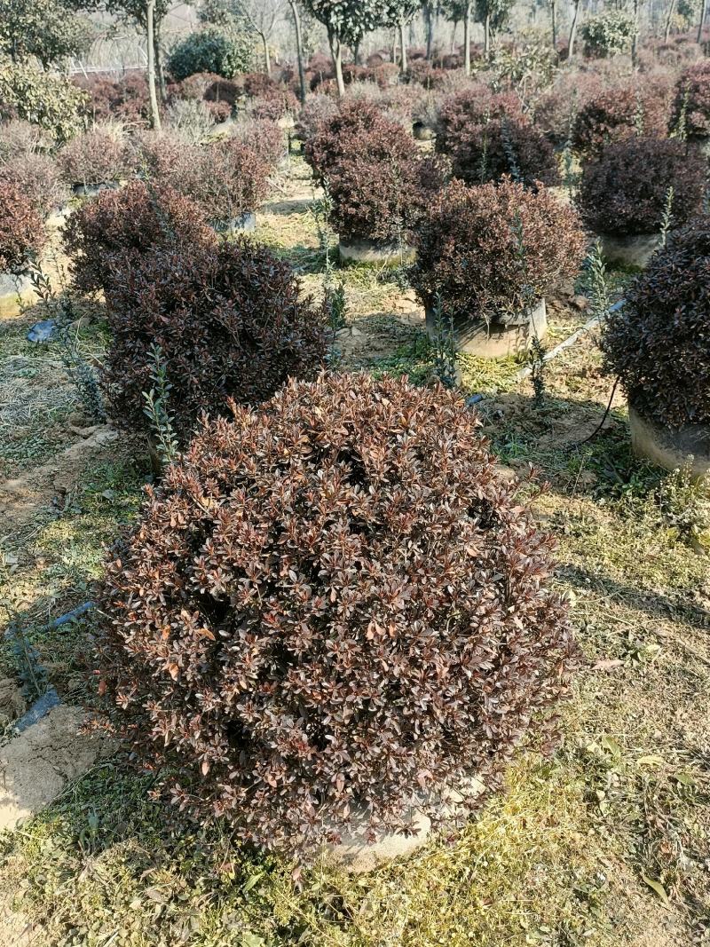 河南基地大量供应3---10年生石岩杜鹃