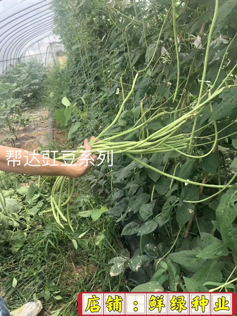 帮达长龙豇豆春夏栽培抗逆丰产耐高温无鼠尾