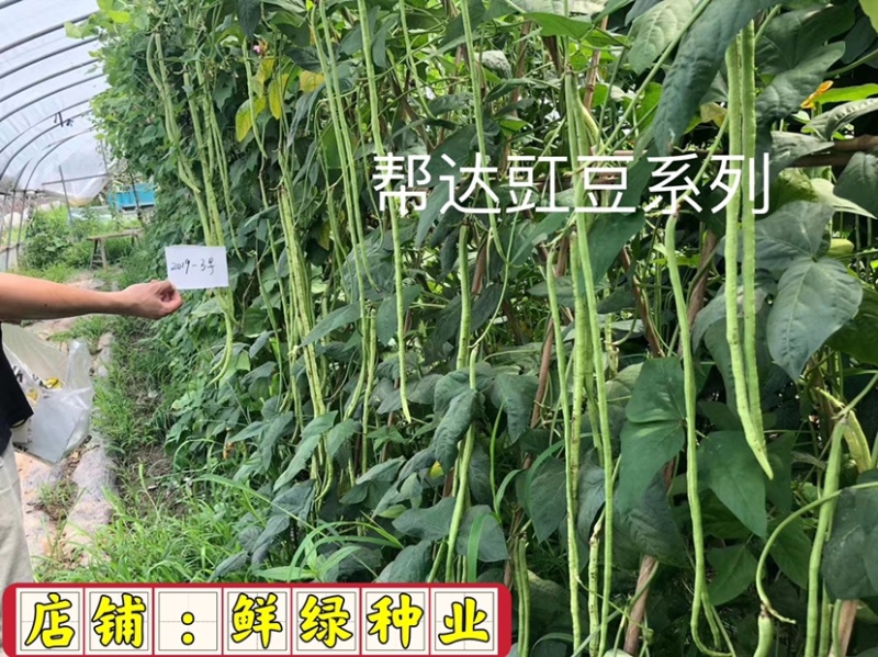 帮达长龙豇豆春夏栽培抗逆丰产耐高温无鼠尾