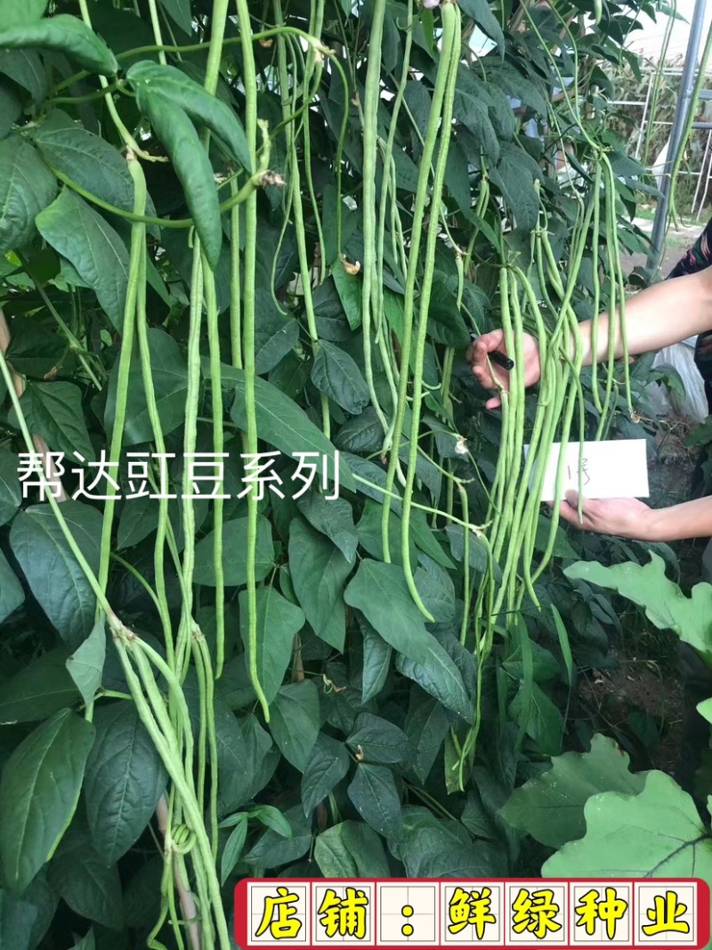帮达长龙豇豆春夏栽培抗逆丰产耐高温无鼠尾