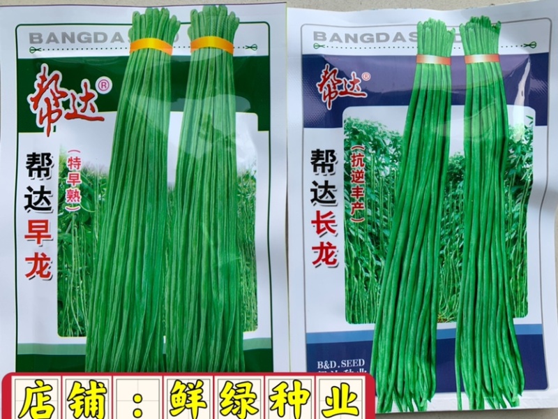 帮达长龙豇豆春夏栽培抗逆丰产耐高温无鼠尾