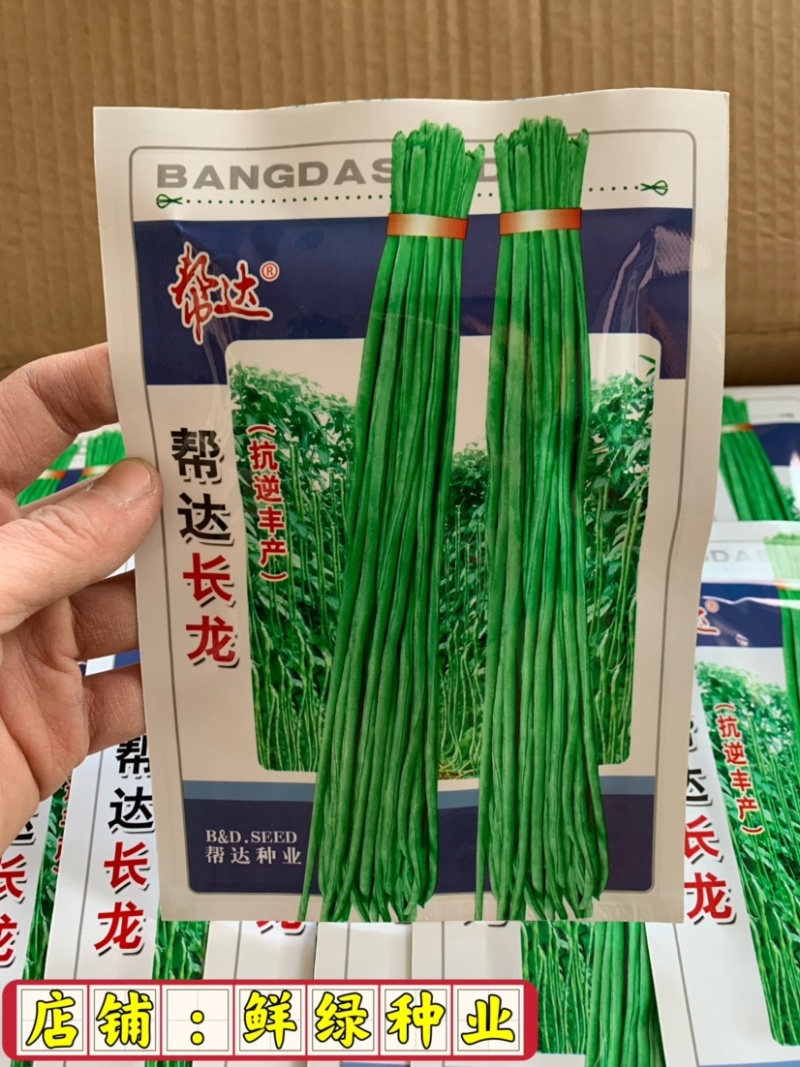 帮达长龙豇豆春夏栽培抗逆丰产耐高温无鼠尾