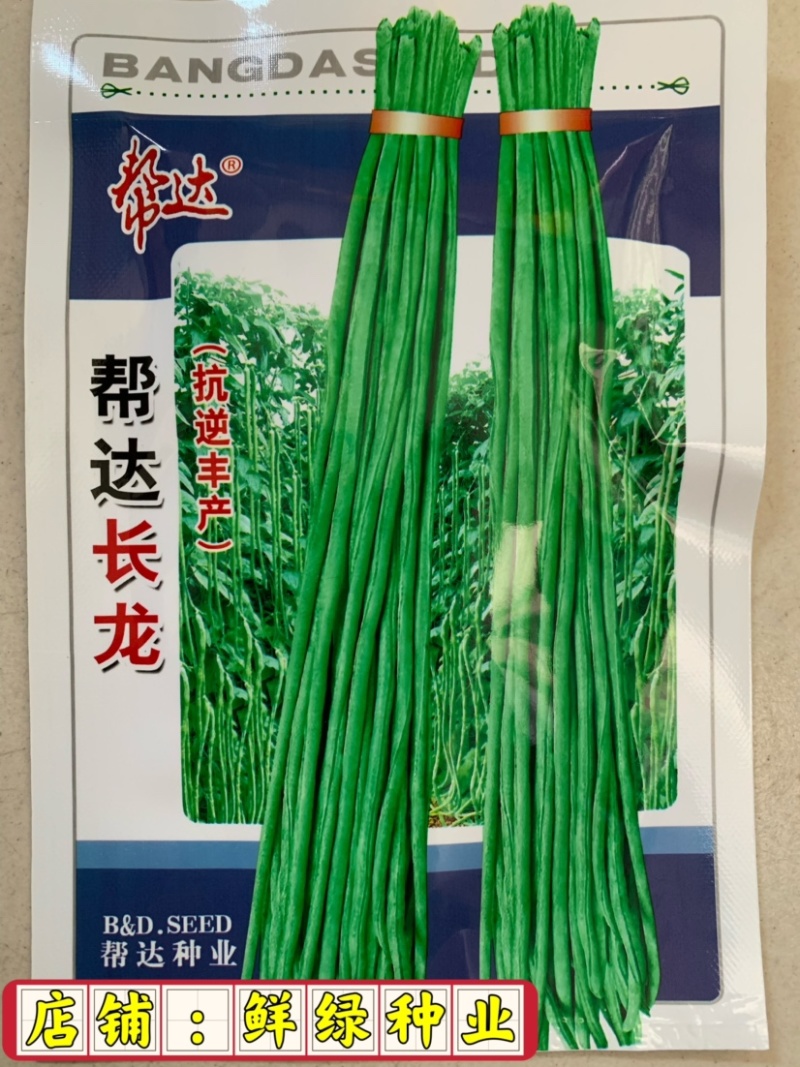 帮达长龙豇豆春夏栽培抗逆丰产耐高温无鼠尾