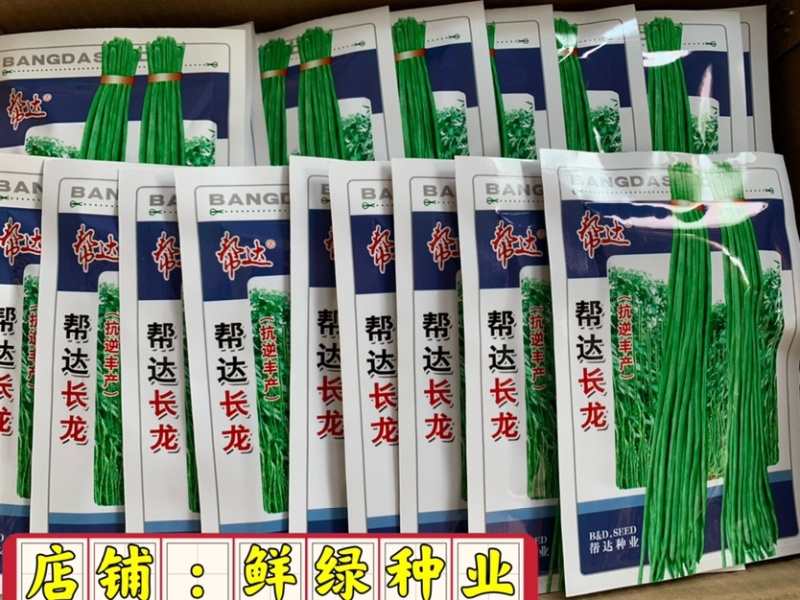 帮达长龙豇豆春夏栽培抗逆丰产耐高温无鼠尾