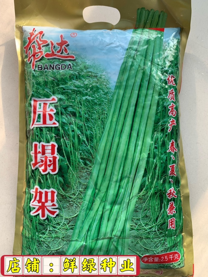 帮达长龙豇豆春夏栽培抗逆丰产耐高温无鼠尾