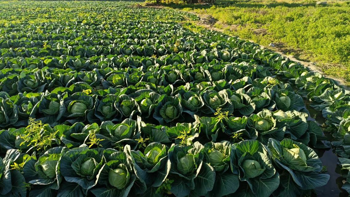 城市绿化带中的羽衣甘蓝景观