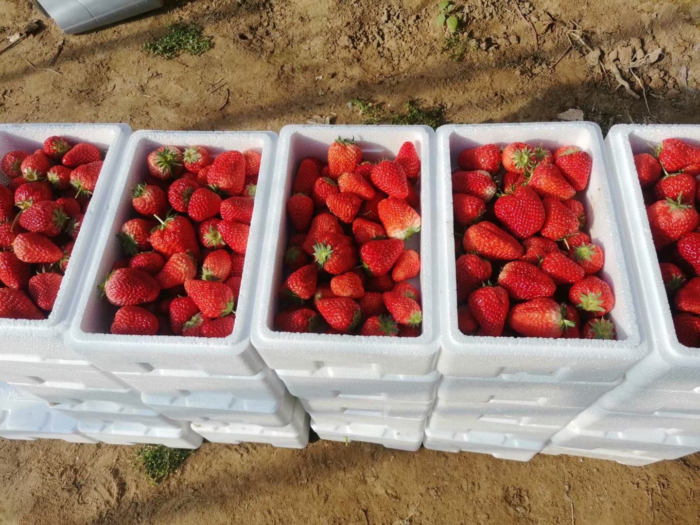 红嘎啦系列产品展示图