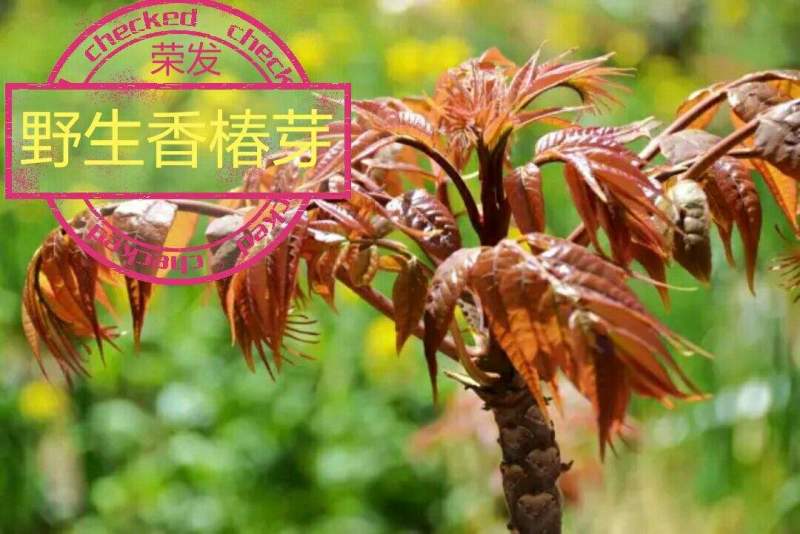四川大竹红油香椿，一手货源，量大产品优，需要的老板联系我