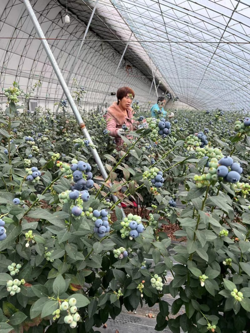 精品蓝莓上量