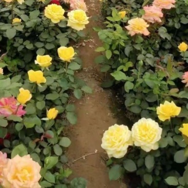 定州苗圃-月季花品种月季大花月季大量供应
