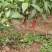 高温棚种植美人椒