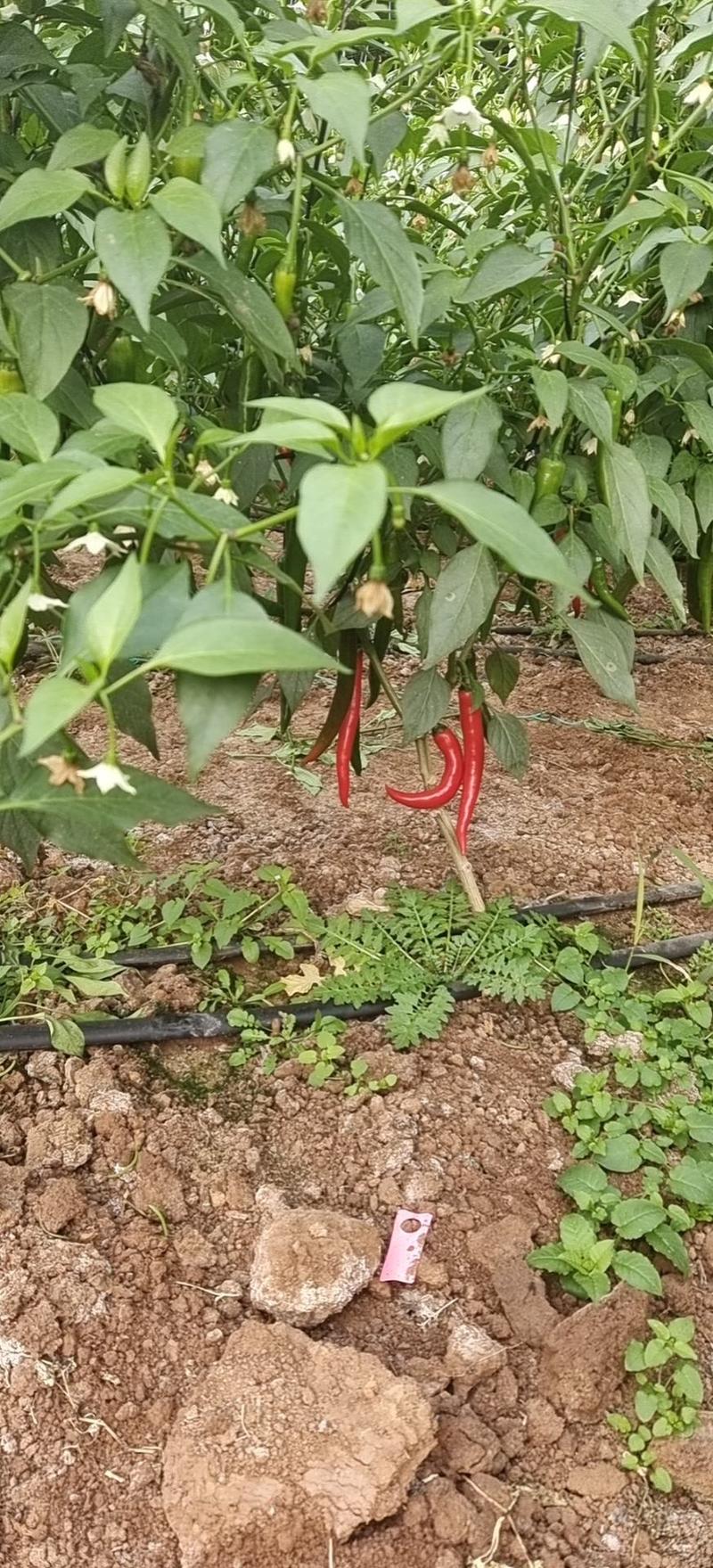 高温棚种植美人椒
