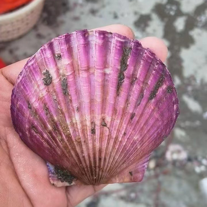 海湾贝