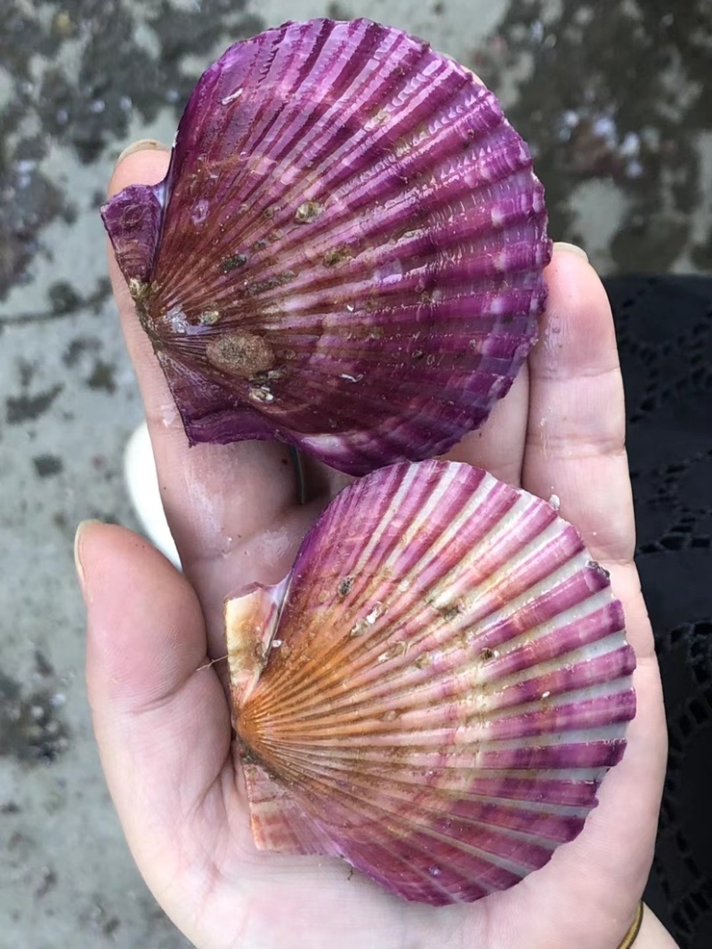 海湾贝