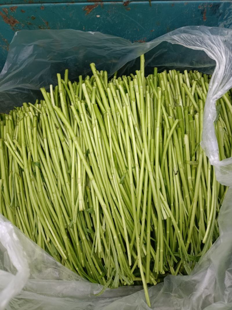 新鲜的芦蒿现以大量上市，欢迎广大客户定购
