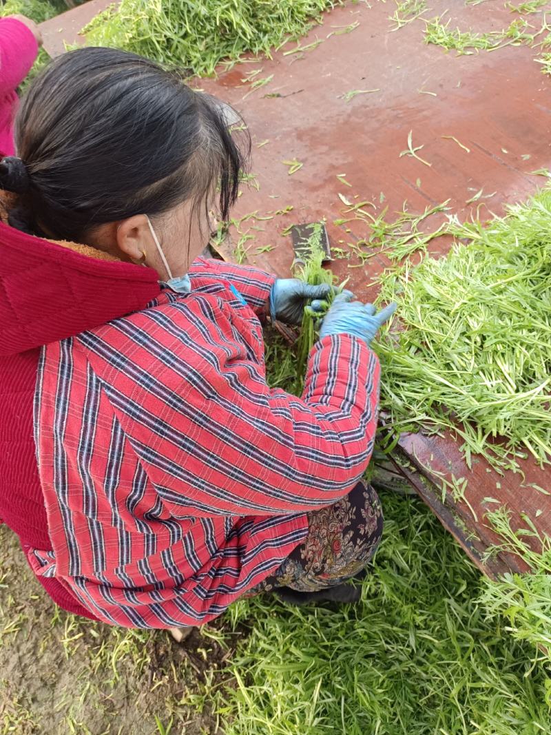 新鲜的芦蒿现以大量上市，欢迎广大客户定购