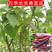 四季长桑果苗树莓苗桑葚苗阳台庭院地栽盆栽养蚕果树苗南北方