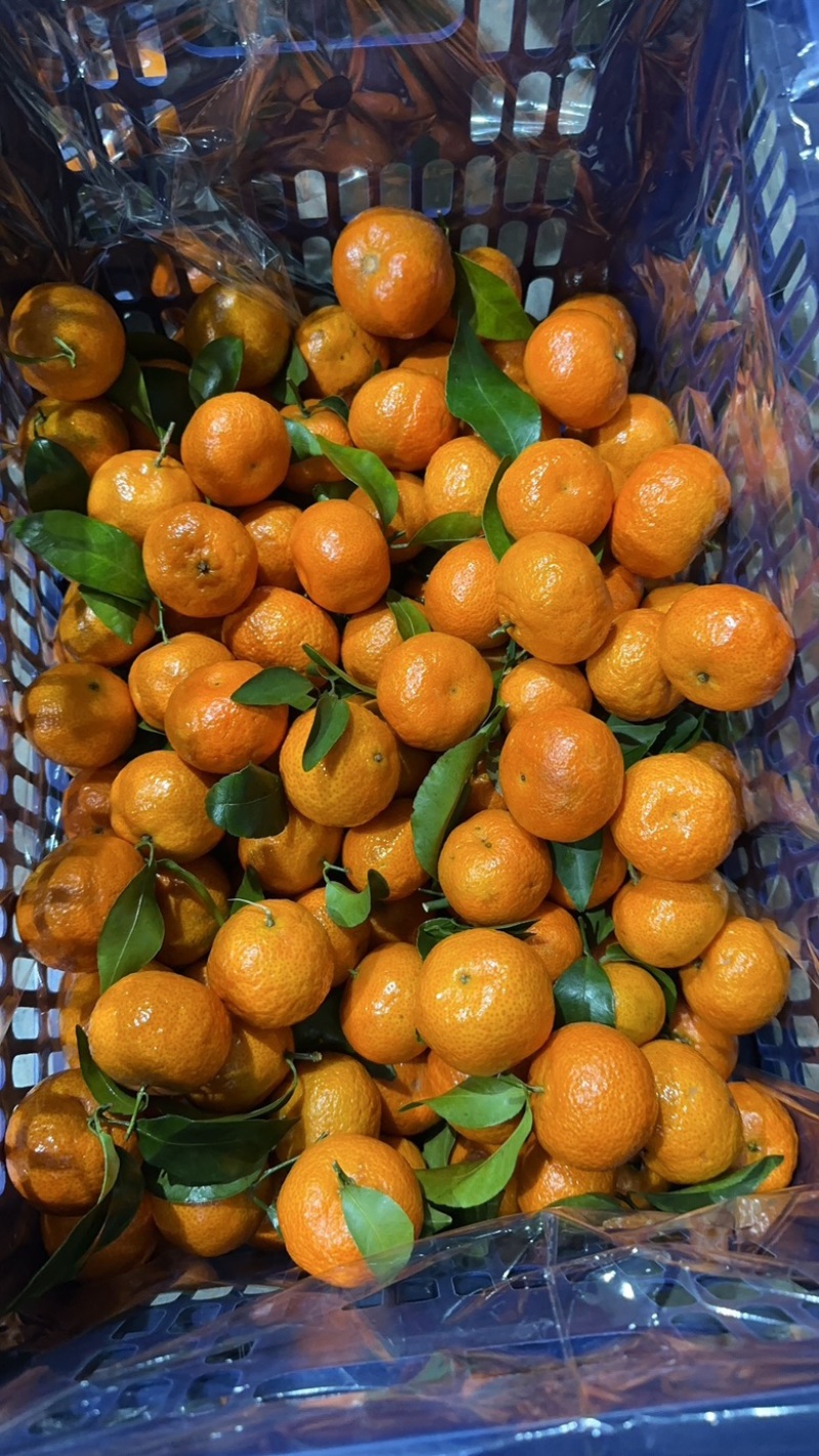 沙糖桔