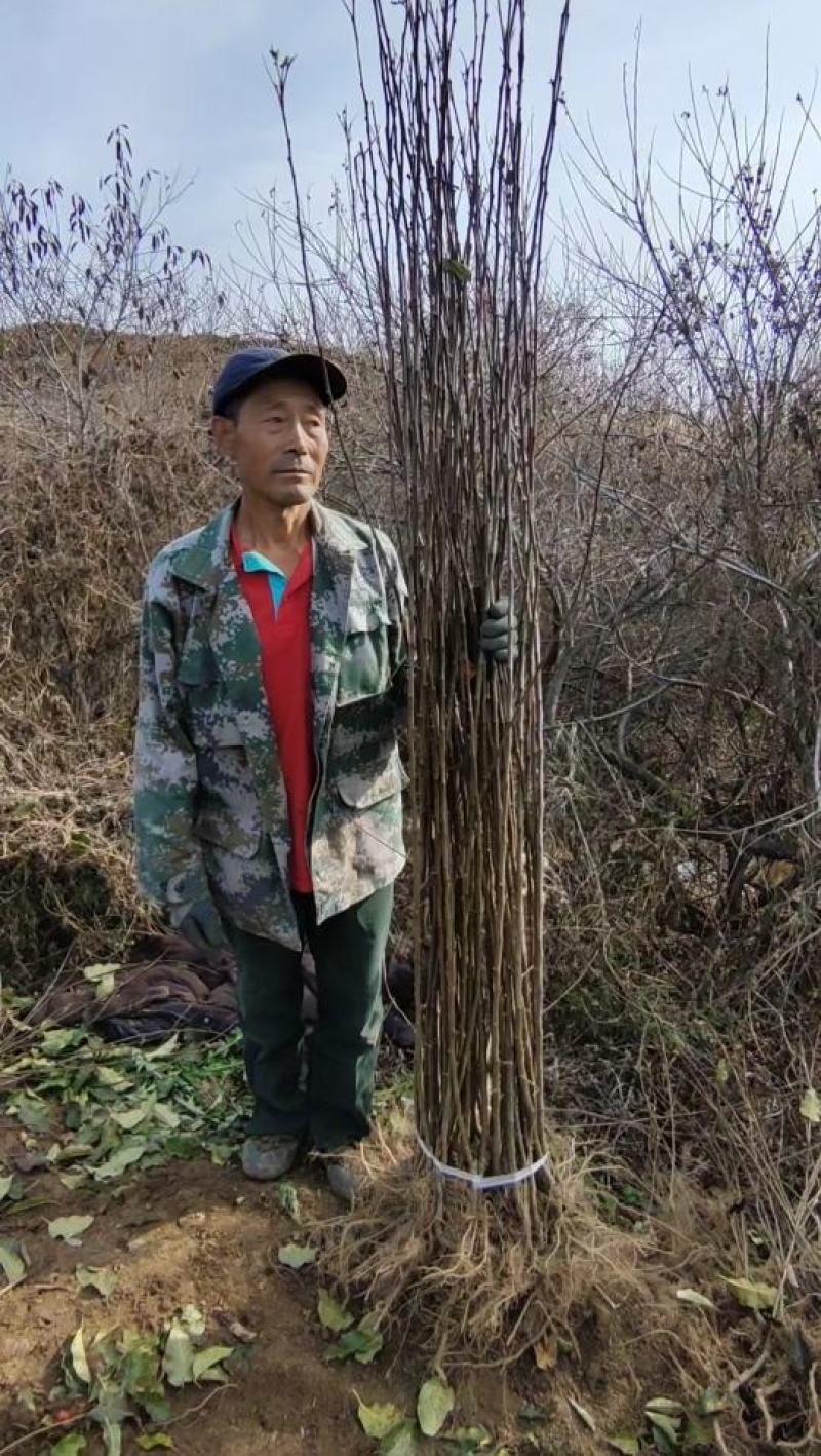 鸡心果树苗