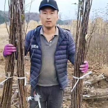 鸡心果树苗
