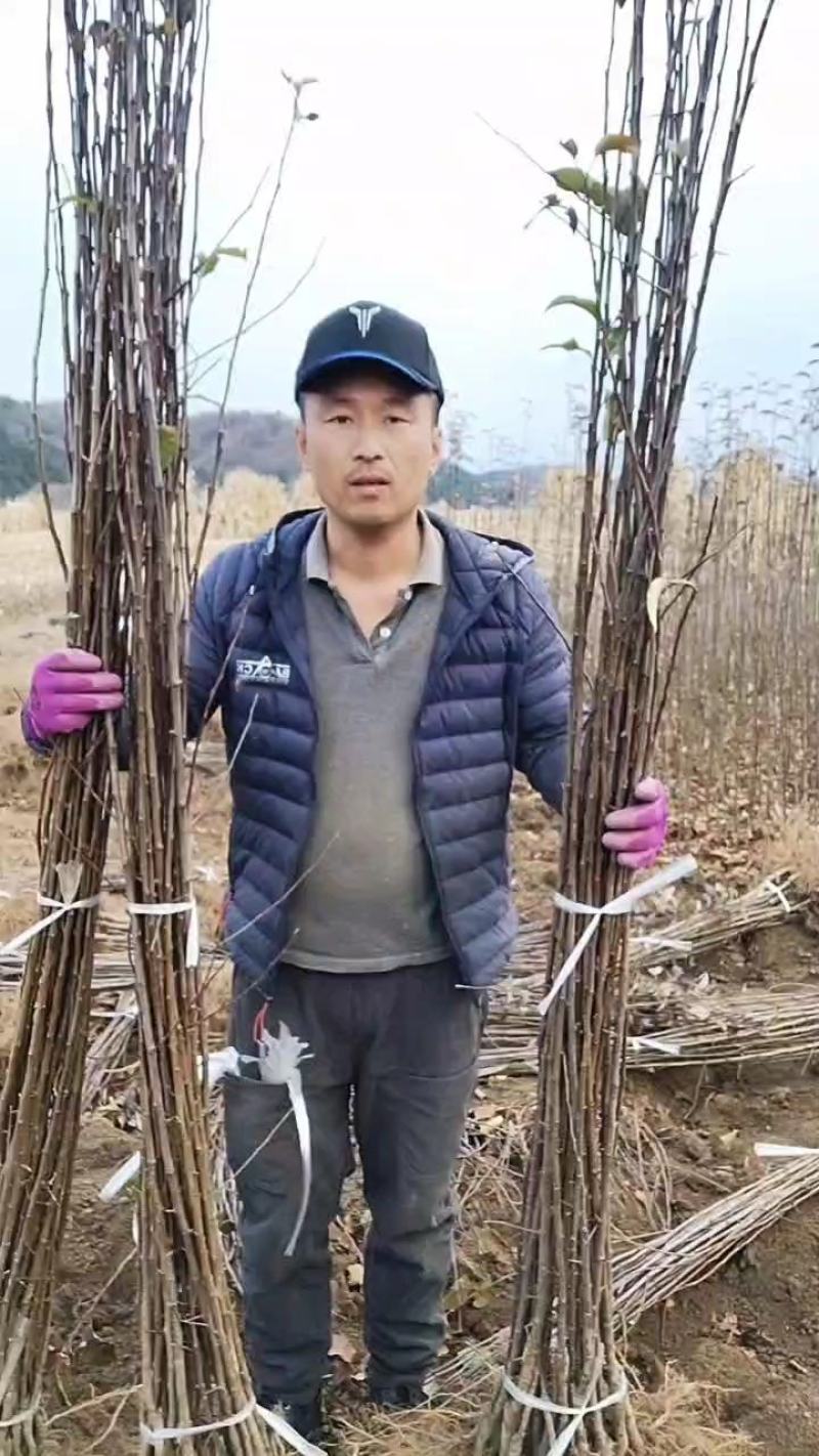 鸡心果树苗