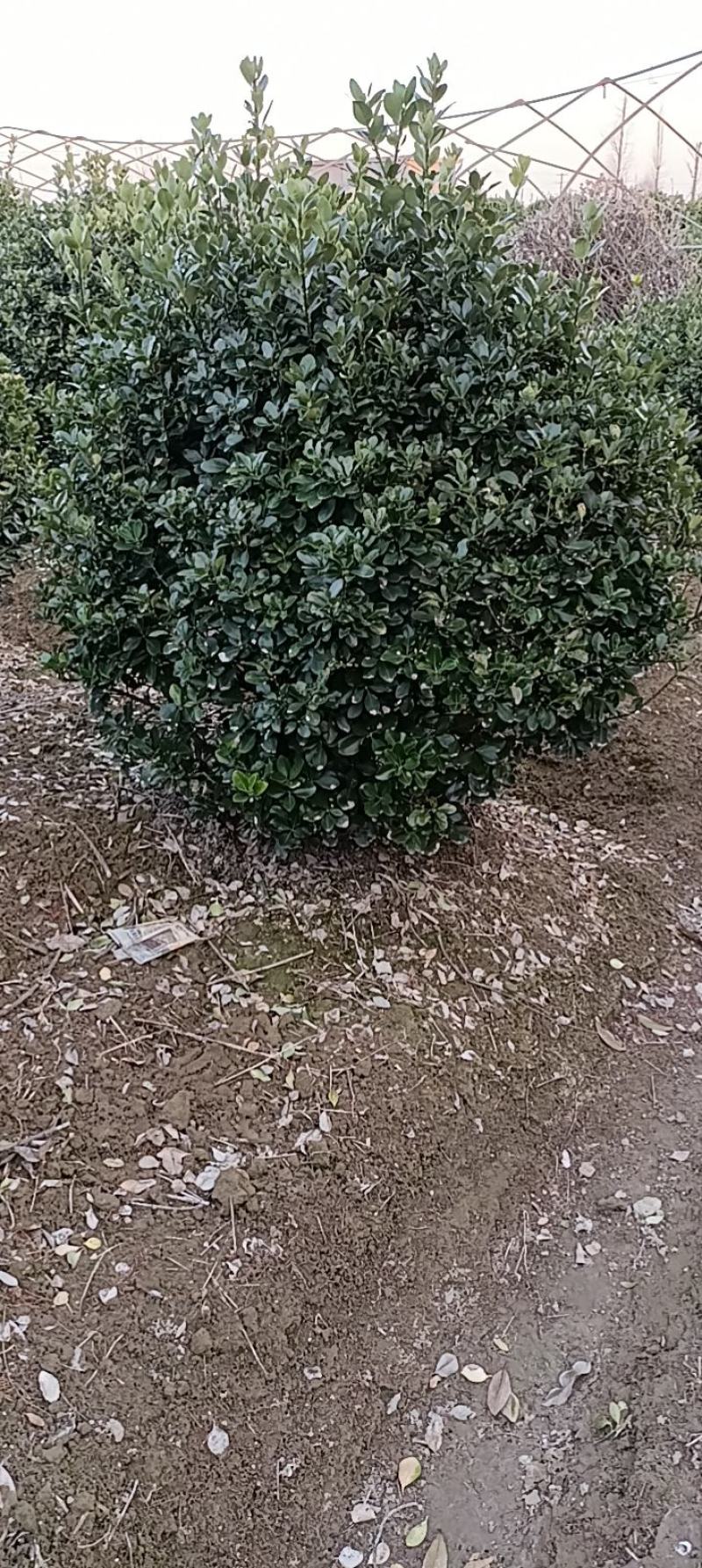 【大叶黄扬球】浙江萧山绿化苗基地货源/规格多样/量大从优