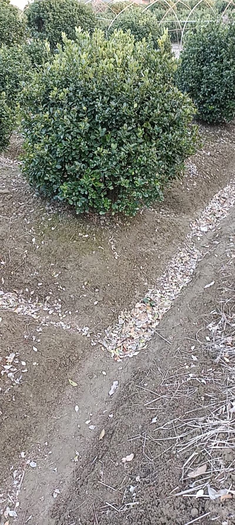 【大叶黄扬球】浙江萧山绿化苗基地货源/规格多样/量大从优