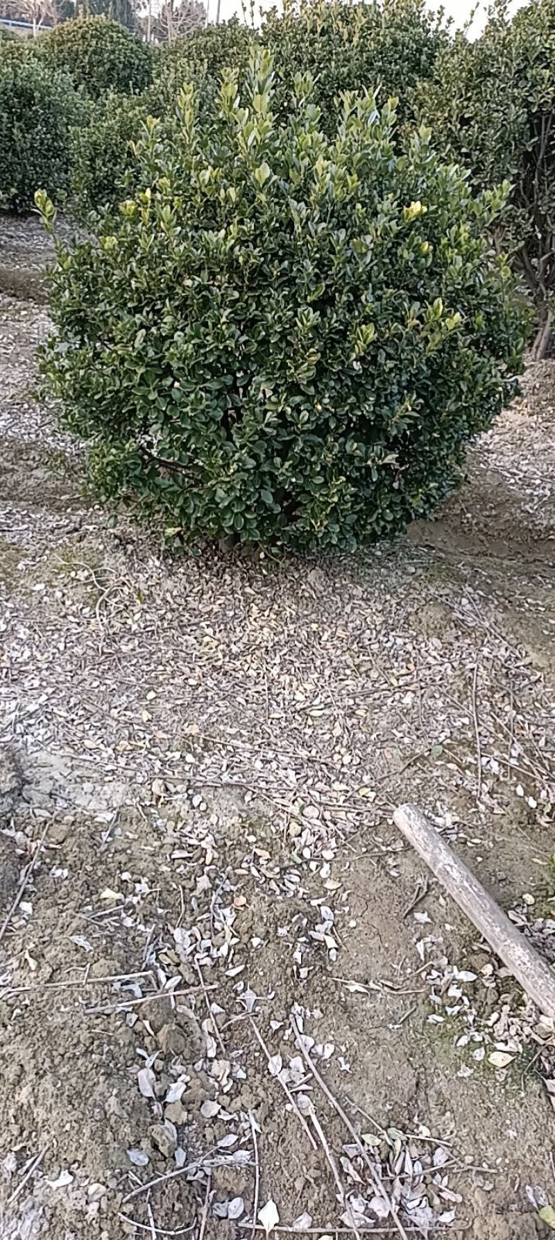 【大叶黄扬球】浙江萧山绿化苗基地货源/规格多样/量大从优