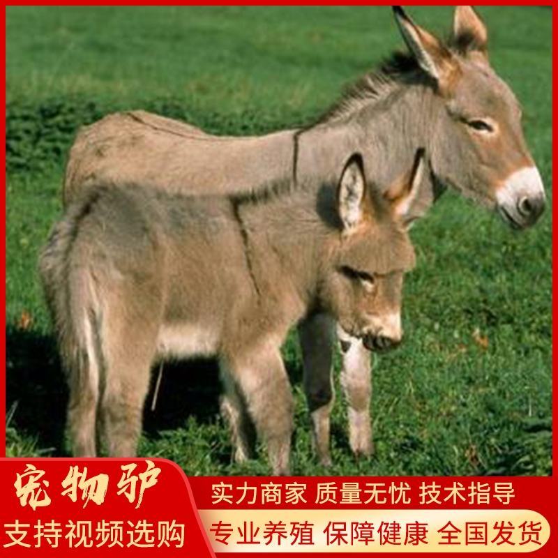家养宠物驴活体小毛驴景区专用观赏宠物驴活驴小型迷你儿童骑