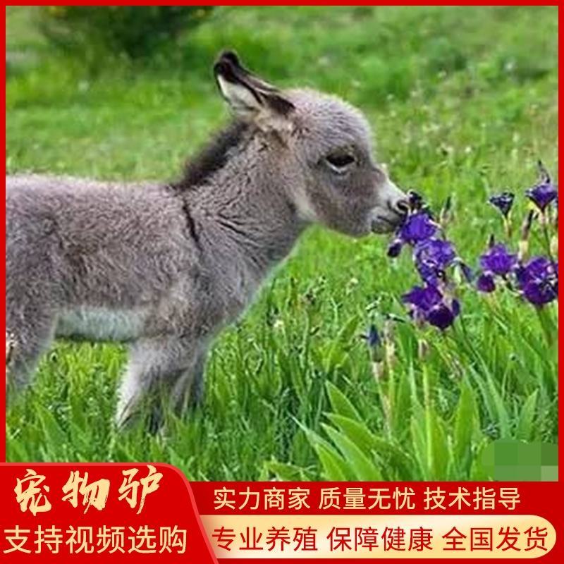 家养宠物驴活体小毛驴景区专用观赏宠物驴活驴小型迷你儿童骑