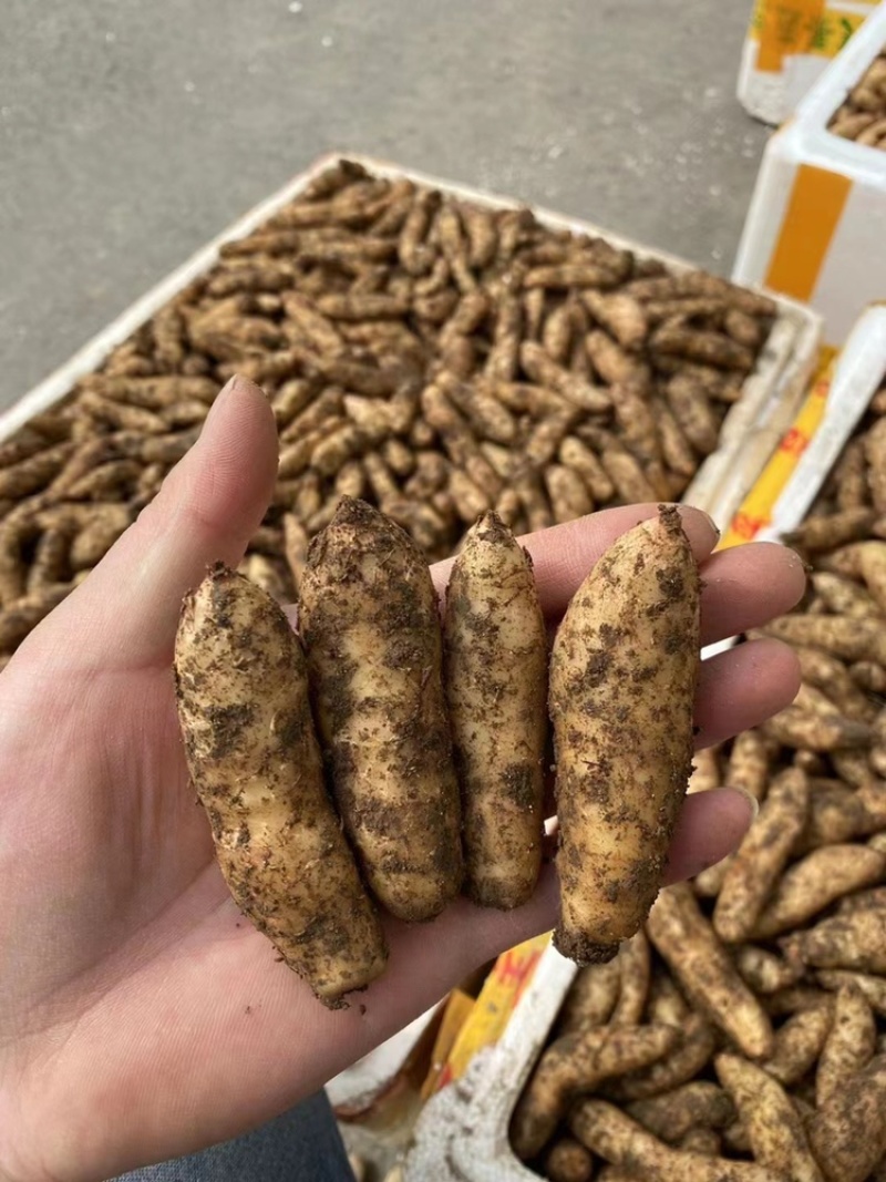 高山高海拔零代天麻种子乌红杂交天麻种子