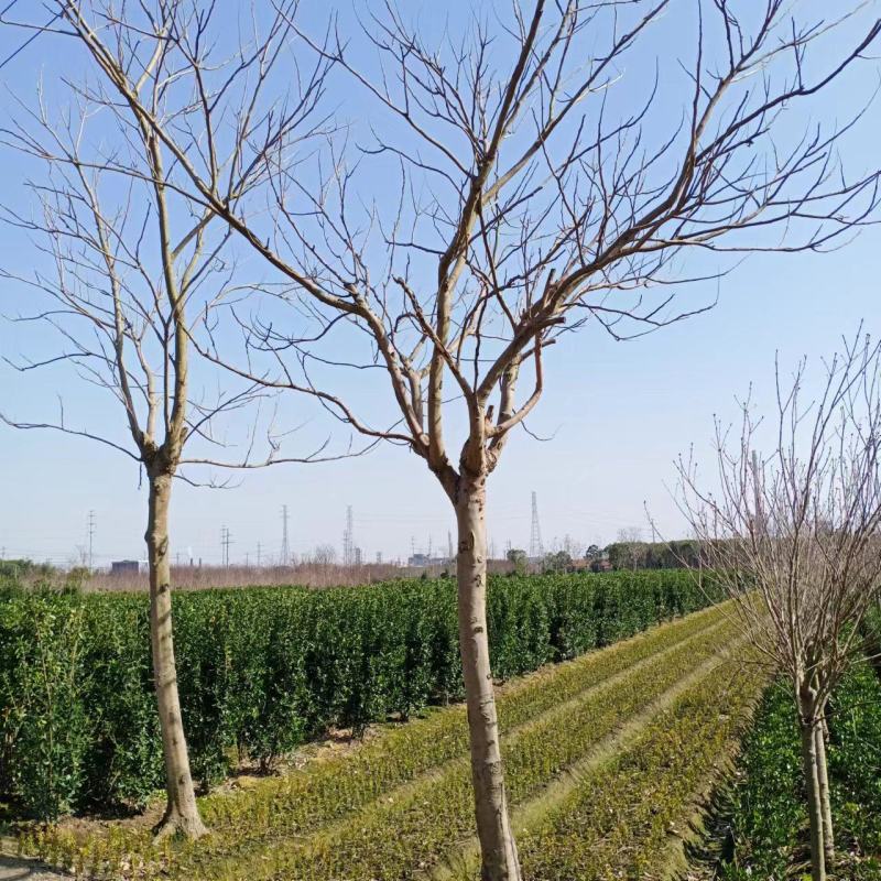 【无患子】浙江萧山绿化苗基地货源/规格多样/量大从优