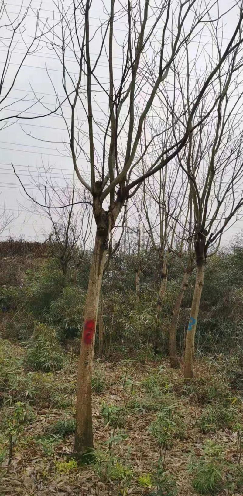 【无患子】浙江萧山绿化苗基地货源/规格多样/量大从优