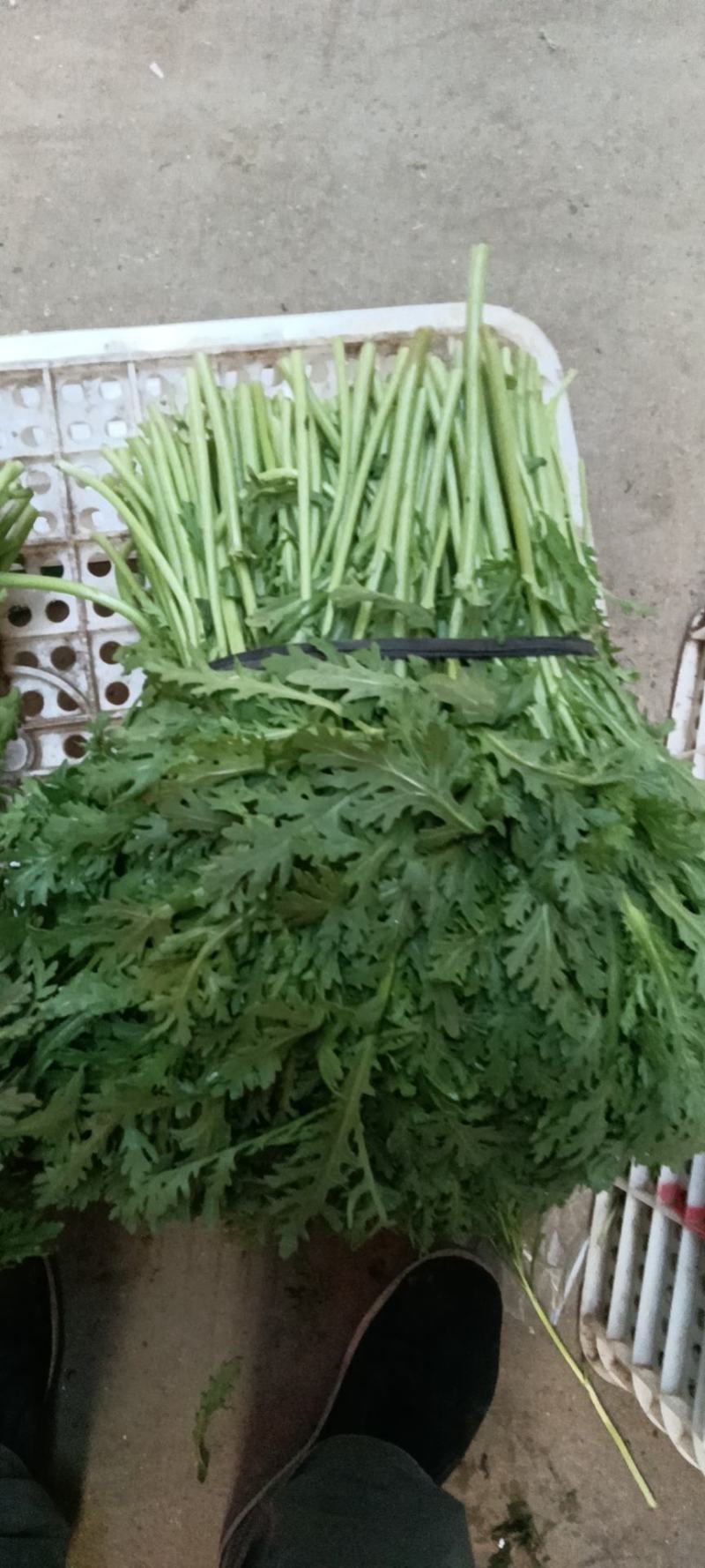 茼蒿