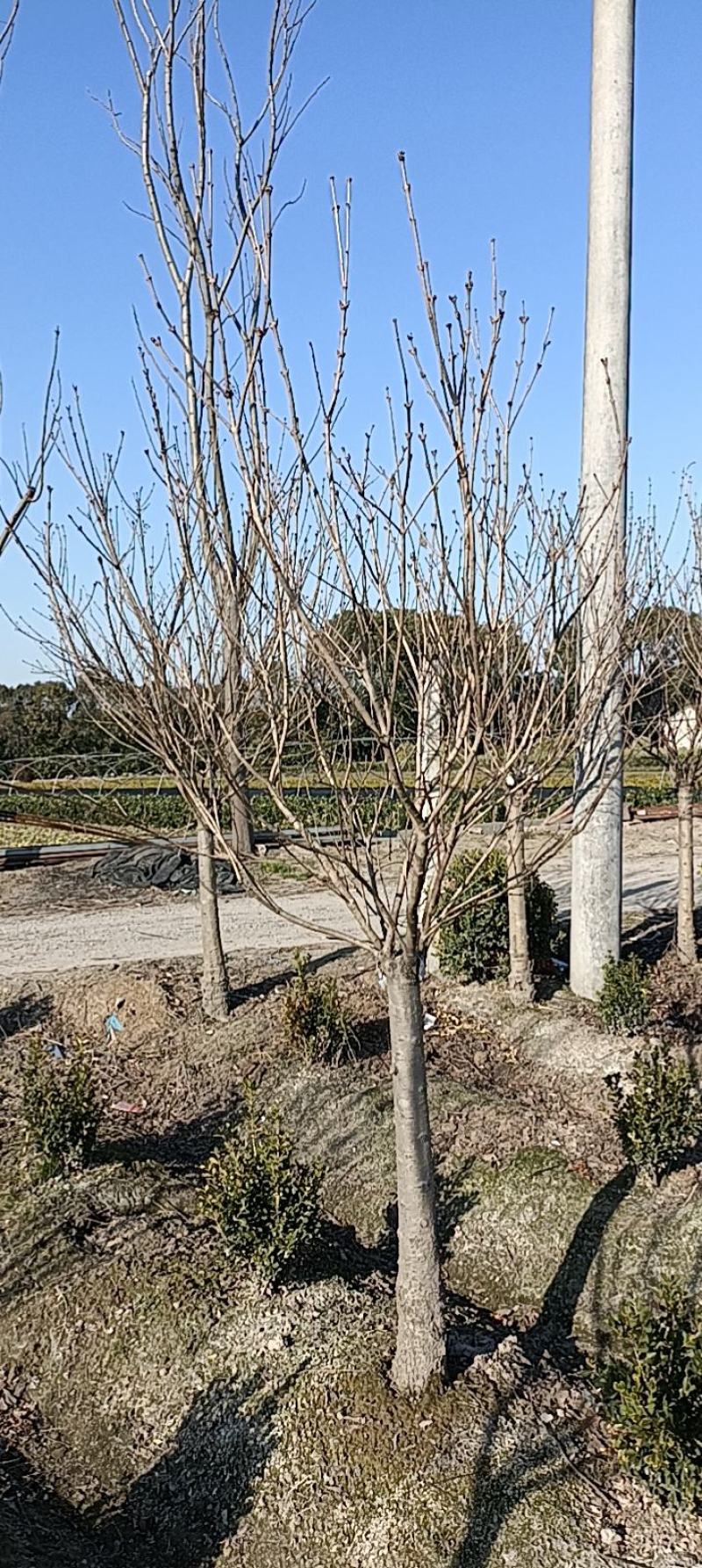 【紫丁香】浙江萧山绿化苗基地货源/规格多样/量大从优