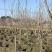 【紫丁香】浙江萧山绿化苗基地货源/规格多样/量大从优